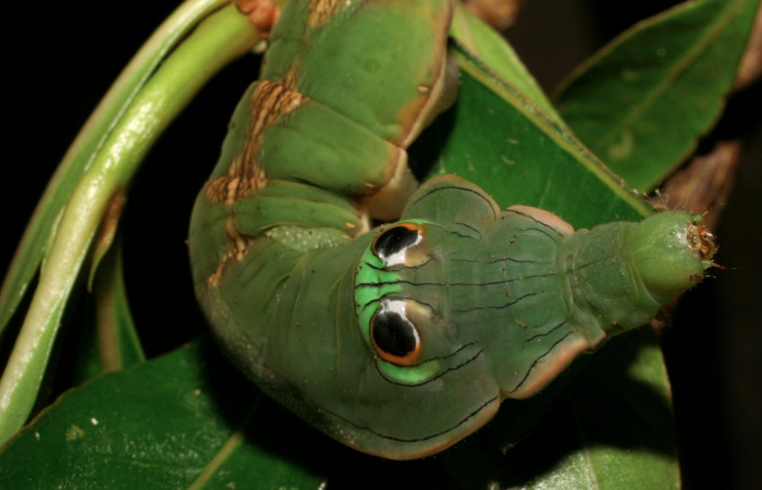 Fig. 15. Detalle cabeza <i>Oxytenis  modoccidentalis</i></i> (Saturniidae) Planta hospedera <i>Augusta rivalis</i></i> (Rubiaceae).Voucher: 06-SRNP-55099-DHJ409493.