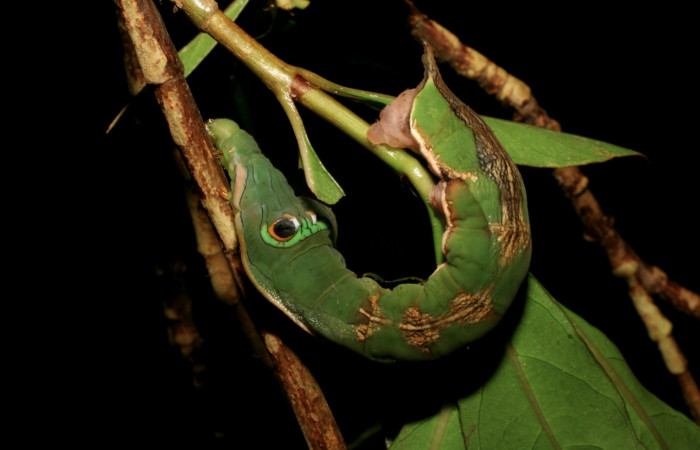 Fig. 14. Larva de <i>Oxytenis  modoccidentalis</i></i> (Saturniidae) Planta hospedera <i>Augusta rivalis</i></i> (Rubiaceae).Voucher: 06-SRNP-55099-DHJ409500.