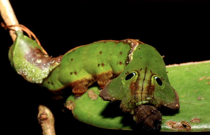 Fig. 10. Larva de <i>Oxytenis  semilunata</i></i> (Saturniidae) Planta hospedera Satyria panurensis (Ericaceae).Voucher: 10-SRNP-31287-DHJ471862.