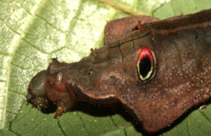 Fig. 8. Detalle cabeza de <i>Oxytenis  gigantea</i></i> (Saturniidae) Planta hospedera <i>Calatola costaricensis</i></i> (Icacinaceae).Voucher: 13-SRNP-31314-DHJ701537.