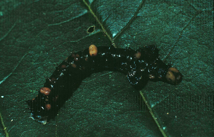 Fig. 11. Larva de <i>Oxytenis  modoccidentalis</i></i> (Saturniidae) Planta hospedera <i>Genipa americana</i></i> (Rubiaceae).Voucher: 85-SRNP-43-DHJ8850.