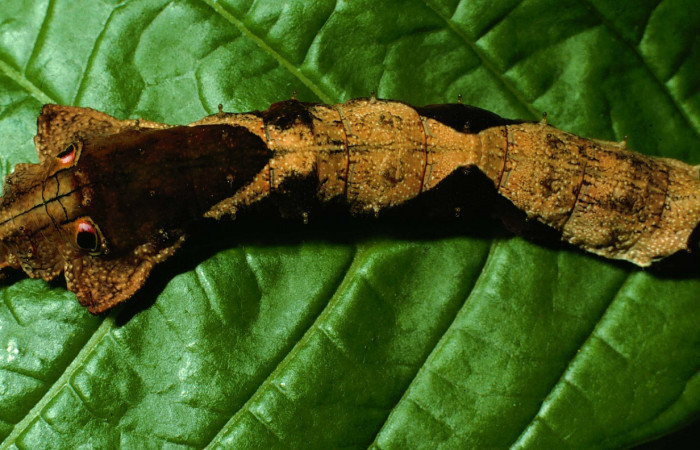 Fig. 1. Larva de <i>Oxytenis  beprea</i></i> (Saturniidae) alimentandose de <i>Bertiera bracteosa</i></i> (Rubiaceae).  Voucher: 95-SRNP-4722-DHJ23514.