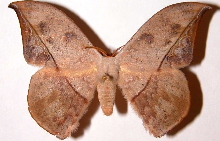 Fig. 17. Macho de  <i>Oxytenis  modoccidentalis</i></i> (Saturniidae)  vista dorsal. Voucher: 95-SRNP-8726-DHJ33926.