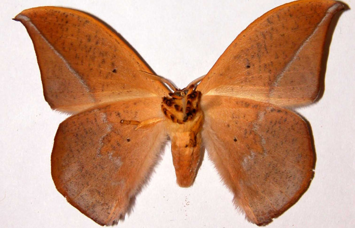 Fig. 18. Macho de  <i>Oxytenis  modoccidentalis</i></i> (Saturniidae)  vista ventral. Voucher: 95-SRNP-8726-DHJ33927.
