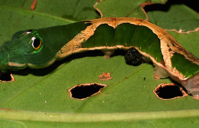 Fig. 13. Larva de <i>Oxytenis  modoccidentalis</i></i> (Saturniidae) Planta hospedera <i>Posoqueria latifolia</i></i> (Rubiaceae).Voucher: 99-SRNP-11854-DHJ51644.