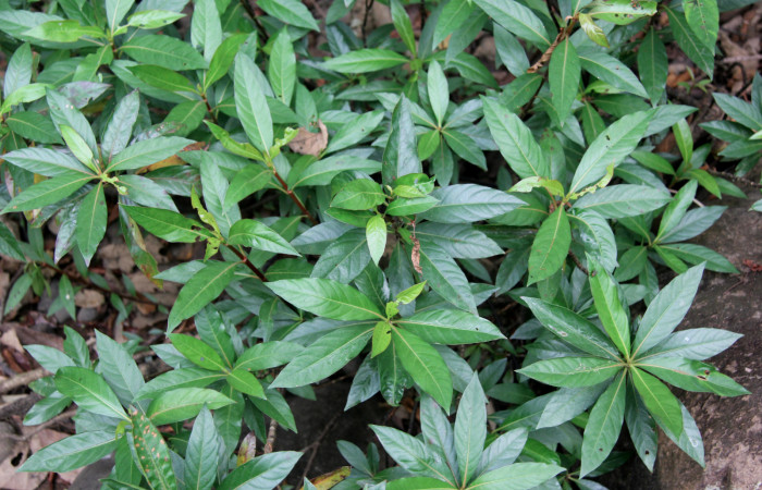 Fig. 16. <i>Augusta rivalis</i></i> (Rubiaceaae) planta hospedera de <i>Oxytenis  modoccidentalis</i></i> (Saturniidae).