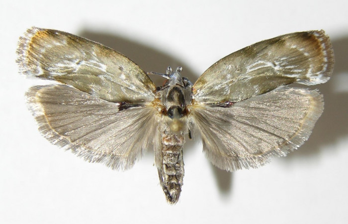 Fig 6. Adulto <i>Antaeotricha fascicularis</i></i> Depressariidae, vista dorsal, (Hembra). 
Voucher  04-SRNP-25658-DHJ340392.