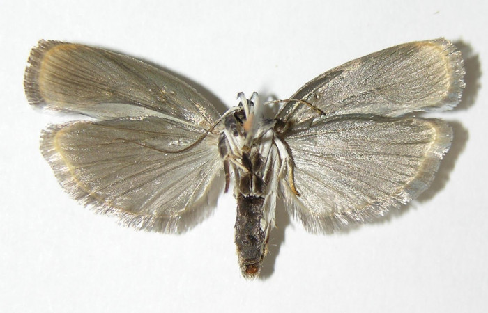 Fig 7. Adulto <i>Antaeotricha fascicularis</i></i> Depressariidae, vista ventral, (Hembra.)
Voucher 04-SRNP-25658-DHJ340393.
