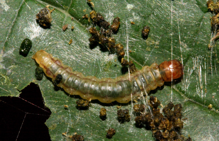 Fig 3. <i>Antaeotricha fascicularis</i></i> Depressariidae, vista dorsal, último estadio. Tajo Angeles, Sector San Cristobal. Voucher 09-SRNP-5486-DHJ464139.jpg