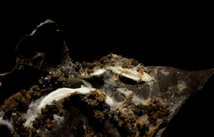 Fig 14. Capullos de la familia Braconidae, parásito de la larva <i>Antaeotricha fascicularis</i></i> Depressariidae, Voucher 09-SRNP-5487-DHJ476323.jpg.