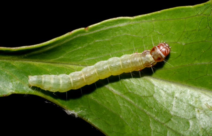 Fig 1. Larva <i>Antaeotricha fascicularis</i></i> Depressariidae, penúltimo estadio. Cerro Gongora Pelado. Voucher 10-SRNP-57274-DHJ480735.jpg.
