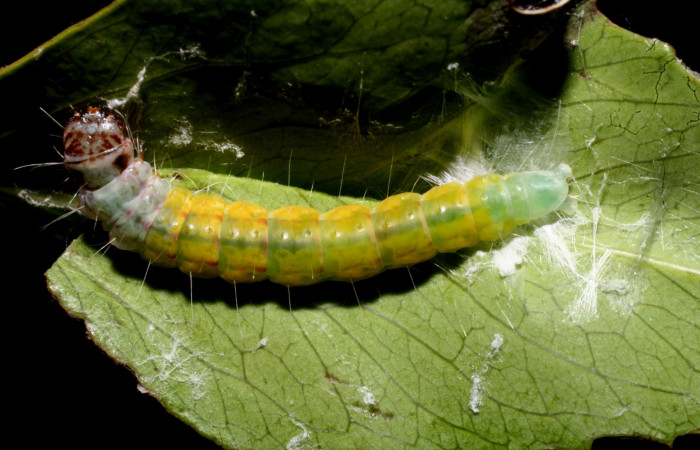  Fig 4. <i>Antaeotricha fascicularis</i></i> Depressariidae, vista dorsal, último estadio. Voucher 10-SRNP-57274-DHJ480740.jpg.