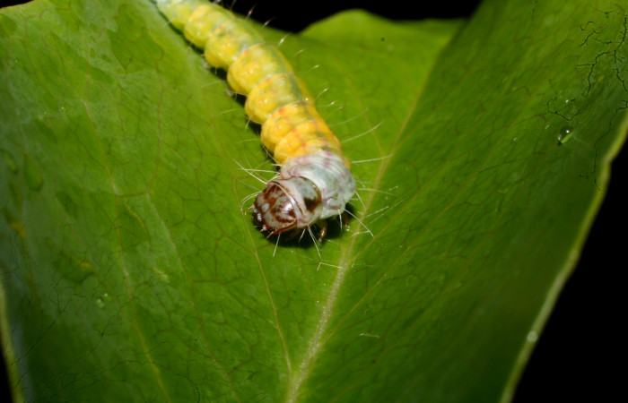 Fig 5. <i>Antaeotrichafascicularis, Depressariidae</i></i> vista cabeza, último estadio. Voucher 10-SRNP-57274-DHJ480743.jpg.
