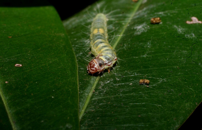 Fig 2.  Larva <i>Antaeotricha fascicularis</i></i> Depressariidae, vista cabeza, último estadio. Portón Rivas; Sector Mundo Nuevo. Voucher 11-SRNP-57379-DHJ491935.jpg