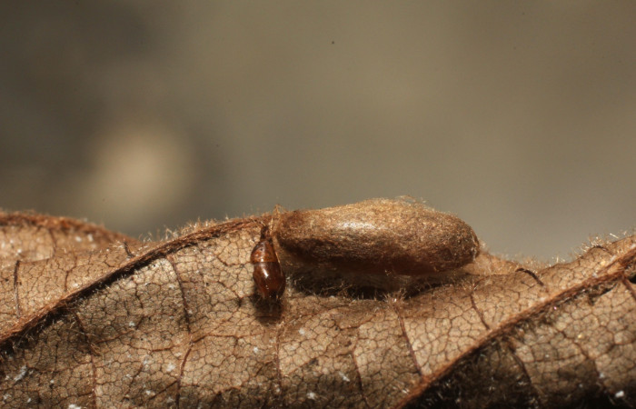 Fig 13. Capullo de familia Braconidae subfamilia Macrocentrinae, parásito de larva  <i>Antaeotricha fascicularis</i></i> Depressariidae. 
Voucher 12-SRNP-3451-DHJ801114.jpg