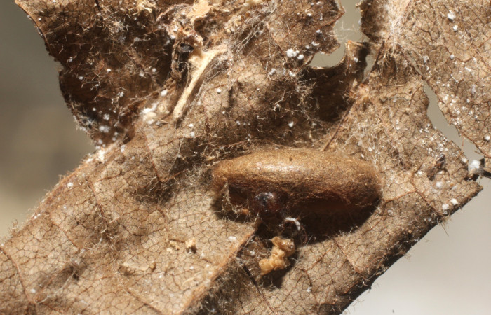 Fig 12.Capullo de la familia Braconidae subfamilia Macrocentrinae , parásito de larva  <i>Antaeotricha fascicularis</i></i> Depressariidae,
Voucher 12-SRNP-3463-DHJ801116.jpg