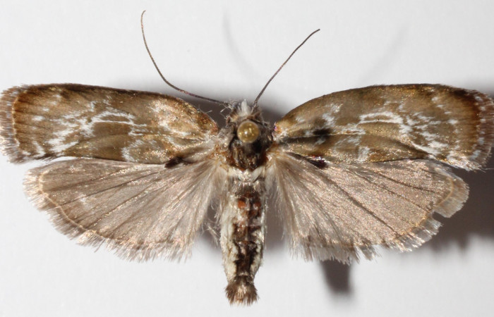 Fig 10. Adulto <i>Antaeotricha fascicularis</i></i> Depressariidae, vista dorsal. Voucher 12-SRNP-40404-DHJ592792.