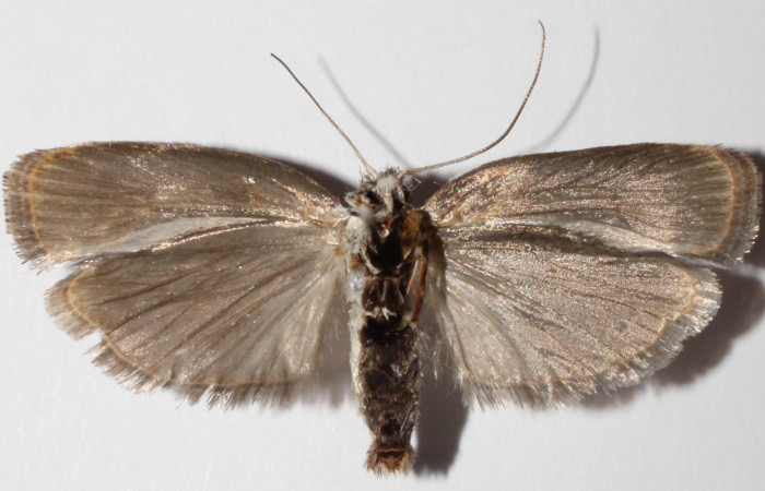 Fig 11. Adulto <i>Antaeotricha fascicularis</i></i> Depressariidae, vista ventral. Voucher 12-SRNP-40404-DHJ592793.