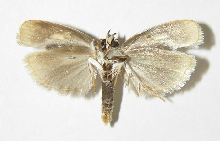 Fig 9. Adulto <i>Antaeotricha fascicularis</i></i> Depressariidae, vista ventral, (Macho). 
Voucher 95-SRNP-7695-DHJ340397