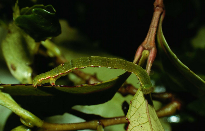 Fig. 6. Larva U estadío <i>Cyclophora</i></i> Hausmann9573, posición lateral. Area de Conservación Guanacaste, Sector Cacao, Sendero Derrumbe, elevación 1220 m.s.n.m. (02-SRNP-9504-DHJ66850).