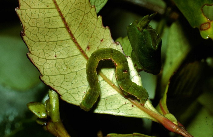 Fig. 7. Larva U estadío <i>Cyclophora</i></i> Hausmann9573, posición dorsal. Area de Conservación Guanacaste, Sector Cacao, Sendero Derrumbe, elevación 1220 m.s.n.m. (02-SRNP-9504-DHJ66852).