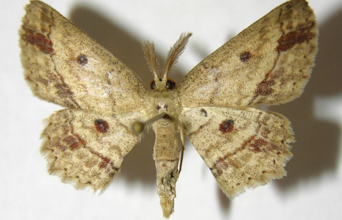 Fig. 12. Adulto <i>Cyclophora</i></i> Hausmann9573, posición dorsal. Area de Conservación Guanacaste, Sector Cacao, Sendero Derrumbe, elevación 1220 m.s.n.m. (06-SRNP-35233-DHJ356638).