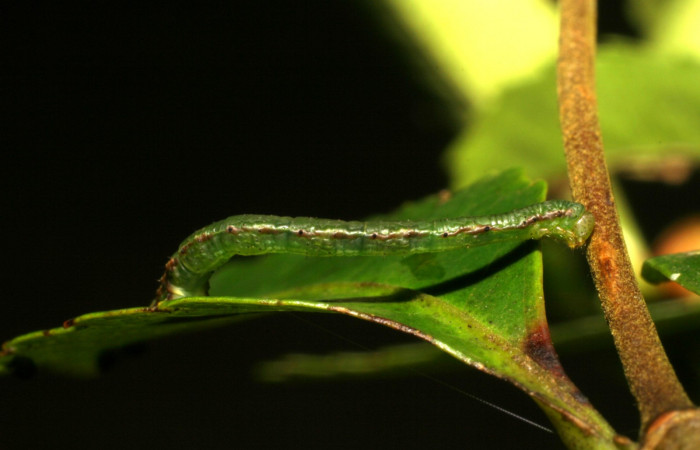 Fig. 11. Larva U estadío <i>Cyclophora</i></i> Hausmann9573, posición lateral. Area de Conservación Guanacaste, Sector Cacao, Sendero Derrumbe, elevación 1220 m.s.n.m. (06-SRNP-35246-DHJ413793).