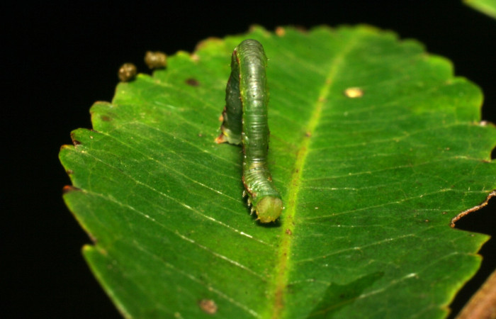 Fig. 8. Larva U estadío <i>Cyclophora</i></i> Hausmann9573, posición frontal. Area de Conservación Guanacaste, Sector Cacao, Sendero Derrumbe, elevación 1220 m.s.n.m. (06-SRNP-35246-DHJ413794)