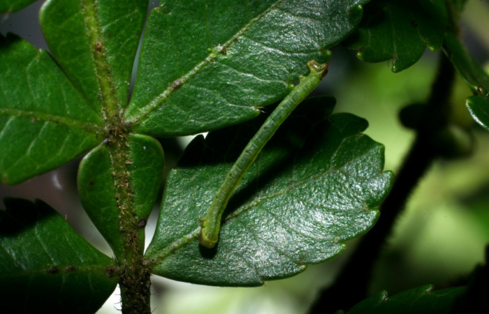 Fig. 9. Larva PPU estadío <i>Cyclophora</i></i> Janzen01, posición dorsal. Area de Conservación Guanacaste, Sector Cacao, Sendero Cima, elevación 1460 m.s.n.m.  (08-SRNP-35755-DHJ441292).