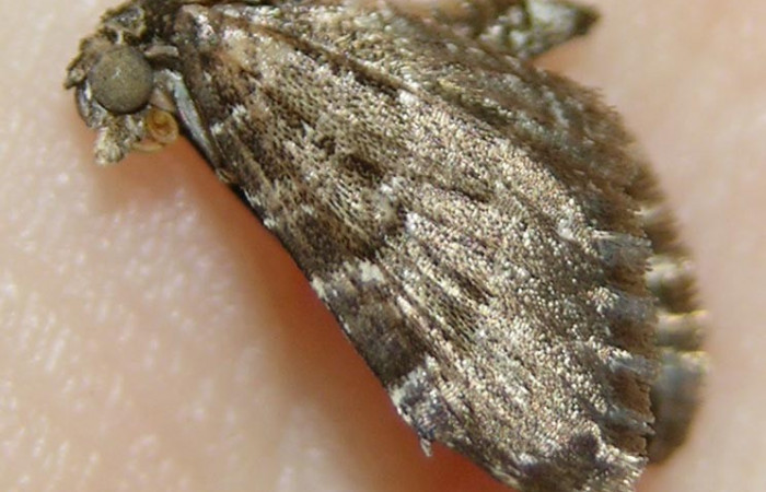 Fig. 10. Adulto <i>Cyclophora</i></i> Janzen01, posición lateral. Area de Conservación Guanacaste, Sector Cacao, Sendero Cima, elevación 1460 m.s.n.m.  (08-SRNP-35755-DHJ511060).