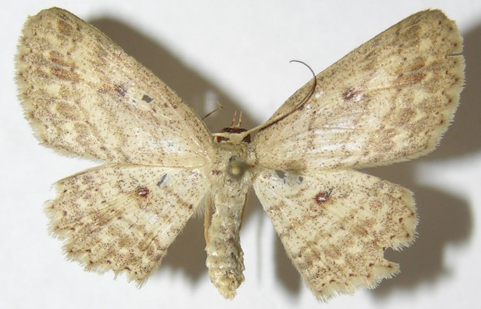 Fig. 2. Adulto <i>Cyclophora</i></i> Hausmann9573, posición dorsal, hembra. Area de Conservación Guanacaste, Sector Cacao, Sendero Cima, elevación 1460 m.s.n.m. (08-SRNP-36045-DHJ505726)