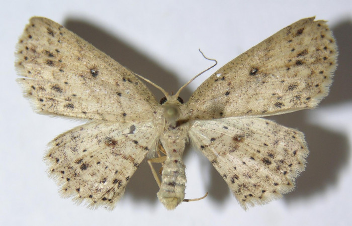 Fig. 1. Adulto <i>Cyclophora</i></i> Hausmann9573, posición dorsal, hembra. Area de Conservación Guanacaste, Sector Cacao, Sendero Derrumbe, elevación 1200 m.s.n.m. (09-SRNP-36050-DHJ514276).