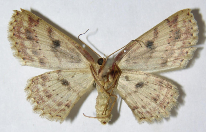 Fig. 3. Adulto <i>Cyclophora</i></i> Hausmann9573, posición ventral, hembra. Area de Conservación Guanacaste, Sector Cacao, Sendero Cima, elevación 1460 m.s.n.m. (09-SRNP-36050-DHJ514277)