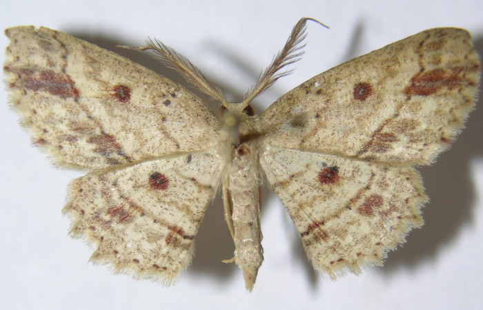 Fig. 4. Adulto <i>Cyclophora</i></i> Hausmann9573, posición dorsal, macho. Area de Conservación Guanacaste, Sector Cacao, Sendero Cima, elevación 1460 m.s.n.m. (09-SRNP-36271-DHJ514272).