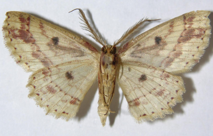 Fig. 5. Adulto <i>Cyclophora</i></i> Hausmann9573, posición dorsal, macho. Area de Conservación Guanacaste, Sector Cacao, Sendero Cima, elevación 1460 m.s.n.m. (09-SRNP-36271-DHJ514273).