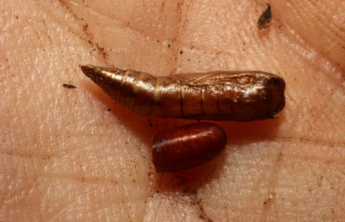 Fig. 13. Pupa <i>Cyclophora</i></i> Hausmann9573, posición ventral, ala par tiene una puparía de mosca, Tachinidae, <i>Hyphantrophaga virilis</i></i>. Area de Conservación Guanacaste, Sector Cacao, Sendero Cima, elevación 1460 m.s.n.m. (11-SRNP-35060-DHJ800667.jpg).