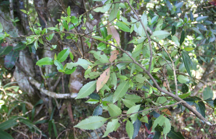 Fig. 15. Planta que come <i>Cyclophora</i></i> Hausmann9573, Familia, Cunoniaceae, <i>Weinmannia wercklei</i></i>, posición envés, (parte de abajo). Area de Conservación Guanacaste, Sector Cacao, Sendero Derrumbe, elevación 1220 m.s.n.m. (Foto Harry.Ramirez Nov. 2019)