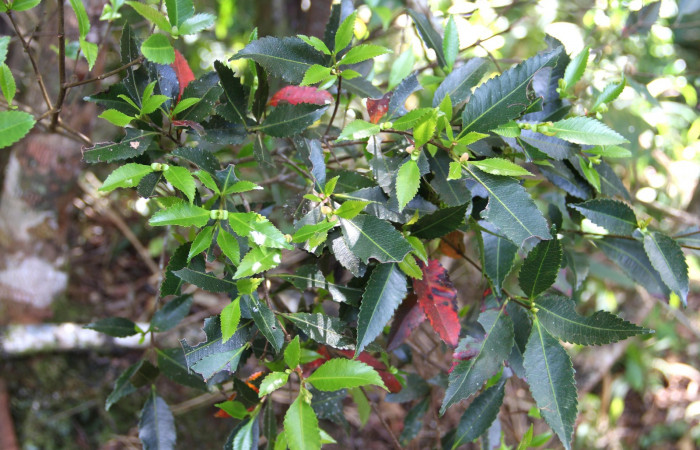 Fig. 14. Planta que come <i>Cyclophora</i></i> Hausmann9573, Familia, Cunoniaceae, <i>Weinmannia wercklei</i></i>, posición haz, (parte de arriba). Area de Conservación Guanacaste, Sector Cacao, Sendero Derrumbe, elevación 1220 m.s.n.m. (Foto Harry.Ramirez Nov. 2019)