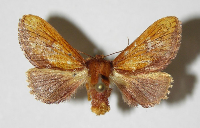  Figura 15. Posición dorsal de <i>Talima</i></i> aurora, 03- SRNP-5891-DHJ336762.