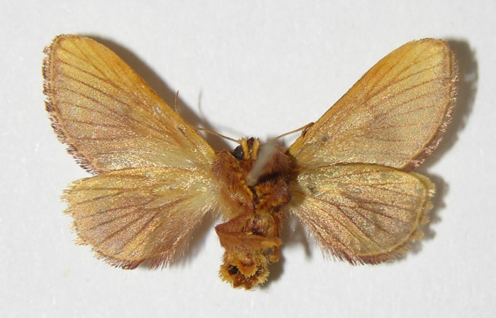 •Figura 14. Posición ventral de <i>Talima</i></i> aurora Female 03- SRNP-5891-DHJ336763.