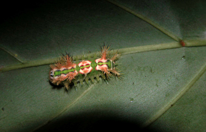 Figura 8. Posición dorsal de <i>Talima</i></i> aurora, Colectada en Sector San Cristobal. Vouche 03-SRNP-5891-DHJ400732.