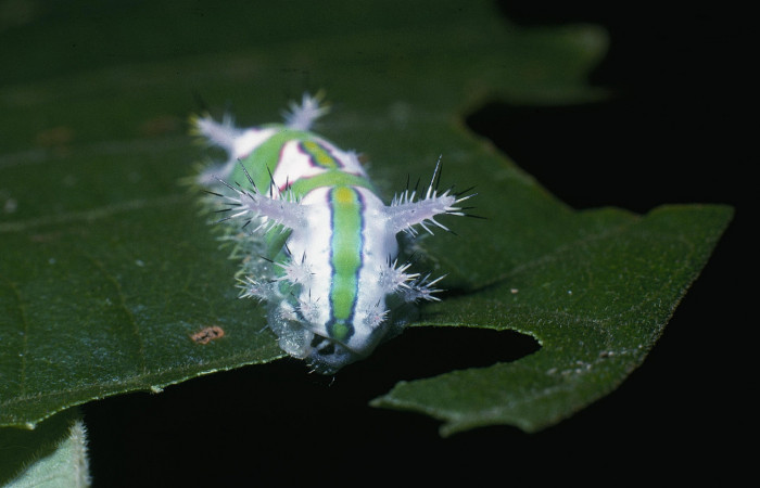 Figura 7 Posición de la tracera de, <i>Talima</i></i> auroraDHJ01 Colectada en Sector San Cristobal. Voucher 04-SRNP-862-DHJ81535.