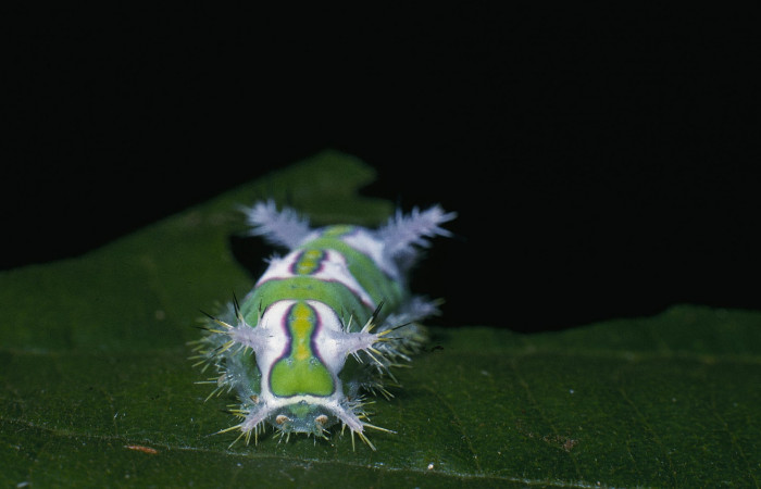 •Figura 5. Posición de la trasera de, <i>Talima</i></i> auroraDHJ01 Colectada en Sector San Cristobal. Voucher 04-SRNP-862- DHJ81538.