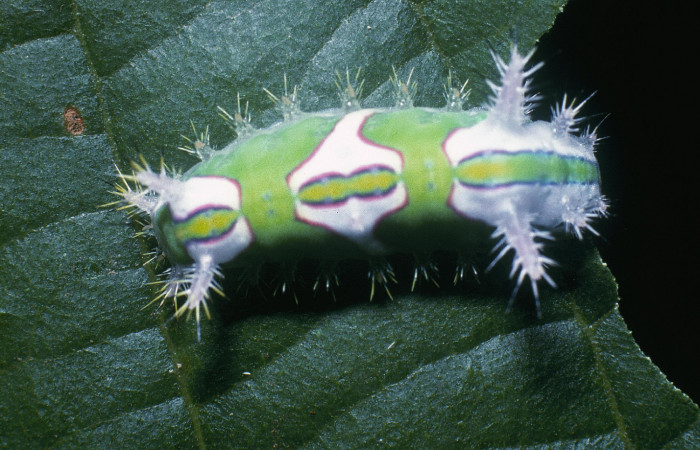 Figura 9. Posición dorsal de <i>Talima</i></i> auroraDHJ01 Colectada en Sector San Cristobal. Voucher 04-SRNP-862-DHJ81540.