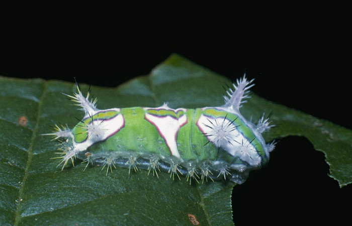 Figura 3. Posición lateral de, <i>Talima</i></i> auroraDHJ01 Colectada en Sector San Cristobal. Voucher 04-