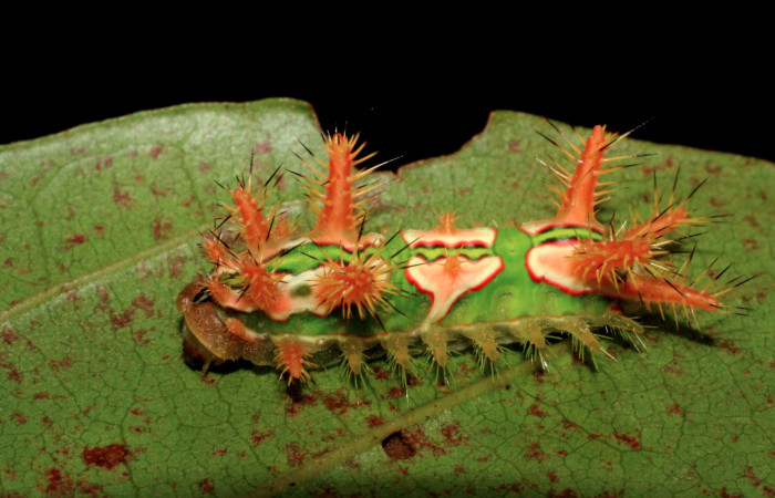 •Figura 2. Posición lateral de, <i>Talima</i></i> aurora, Colectada en Sector San Cristobal. Voucher 07-SRNP-3352-DHJ426103.