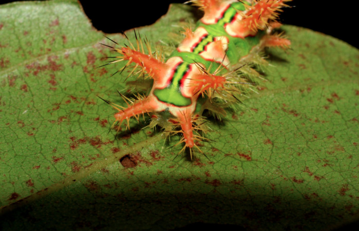 Figura 4. Posición dorsal de <i>Talima</i></i> aurora, Colectada en Sector San Cristobal. Vouche 07-SRNP-3352-DHJ426104.