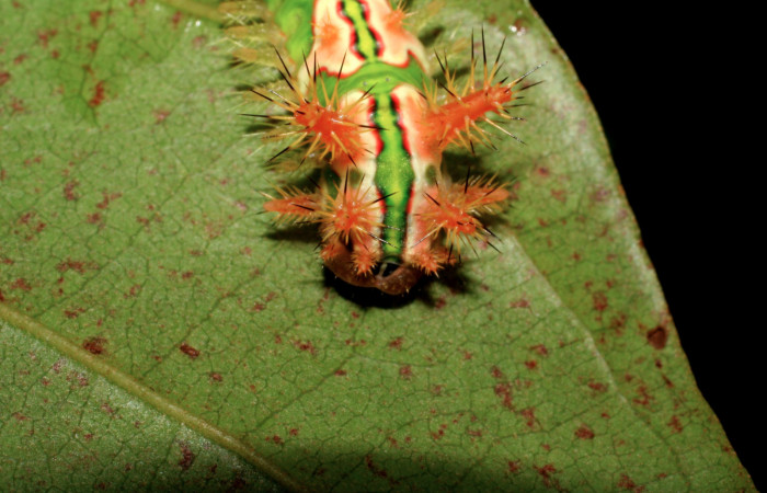   •Figura 6. Posición dorsal de <i>Talima</i></i> aurora, Colectada en Sector San Cristobal. Vouche 07-SRNP-3352-DHJ426105.