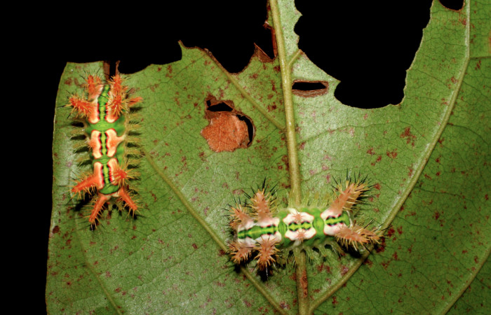 • Figura 1. Posicion dorsal de <i>Talima</i></i> aurora (Limacodidae) planta hospedera Hieronyma oblonga (Phyllanthaceae) Colectada en Sector San Cristobal. Voucher 07-SRNP-3352-DHJ426106.