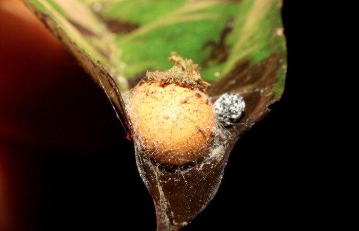 Figura 13. Mostramos capuyo de color café donde se encuentra la prepupa de, <i>Talima</i></i> auroraDHJ01 Colectada en Sector San Cristobal. Vouche 14-SRNP-35109-DHJ490549.